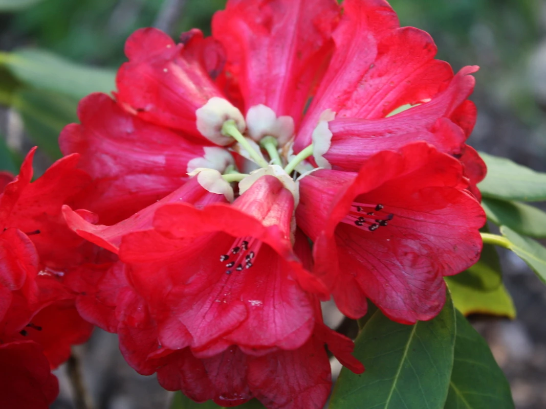 R. hookeri